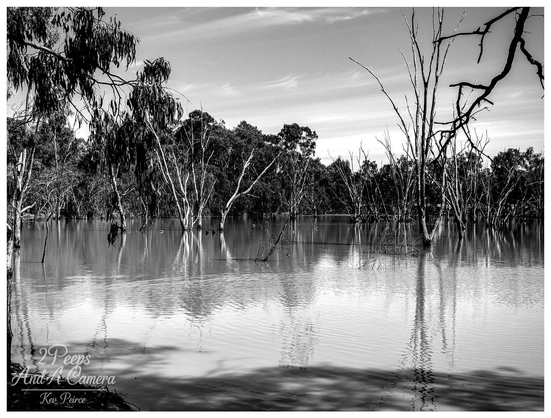A moody, black and white landscape photograph capturing a tranquil, flooded billabong in Deniliquin.

The calm water reflects the dense line of tall, dark gum trees and foliage along the distant bank, contrasted by the stark white, skeletal trunks and branches of dead trees standing submerged in the foreground.

The lighting suggests an overcast or midday sun, emphasizing texture and depth across the water's rippling surface.