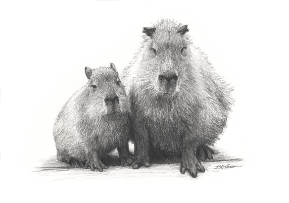 This is a black and white graphite drawing of two capybaras sitting side by side. One of them is smaller, the other bigger. They are both facing the viewer, sitting on their butts.