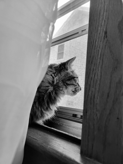A grayscale photo of a tabby cat named Ronan looking out a window. Ronan, positioned on the left side of the frame, has his side profile visible, with his head and upper body extended towards the window screen. 
The window is framed by wooden edges, and a sheer white curtain partially obscures the cat's body on the left. Through the screen, a house and a bright sky are visible.