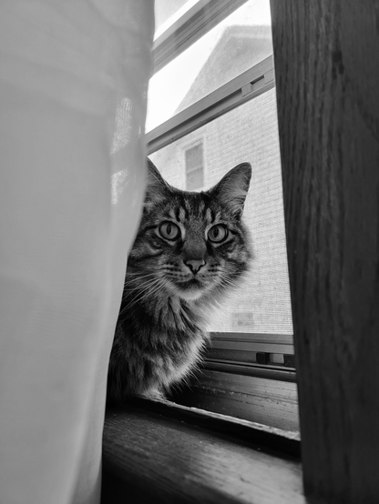 Black and white photo of a tabby cat named Ronan, sitting next to a window screen. Ronan is centered, looking directly at the viewer with large, attentive eyes. A sheer curtain is to the left, partially obscuring Ronan, while a wooden frame borders the right side. The background reveals a house and a bright sky through the screen.