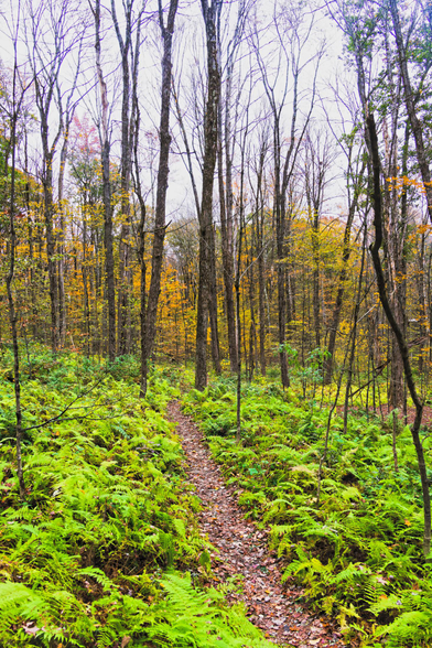 A trail runs down the center of the image surrounded by ferns,  the closer tree sticks look bare but some understory trees can be seen bright yellow in the distance.