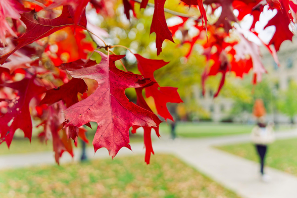 Numerous red oak leaves in the foreground coming down drom the top with a grassy field with leaves interrupted by a 4-shape of concrete paths with outlines of buildings and blurry people walking on the paths