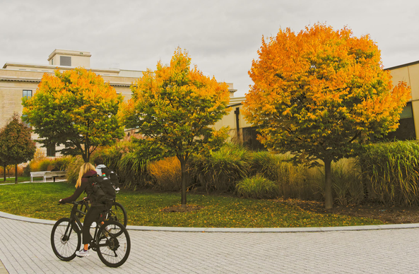 A woman and man ride bicycles towards the left but are small relative to the three big yellow trees that fill most of the frame
