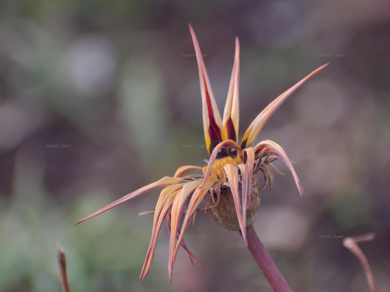 Flower, closeup, color, photo