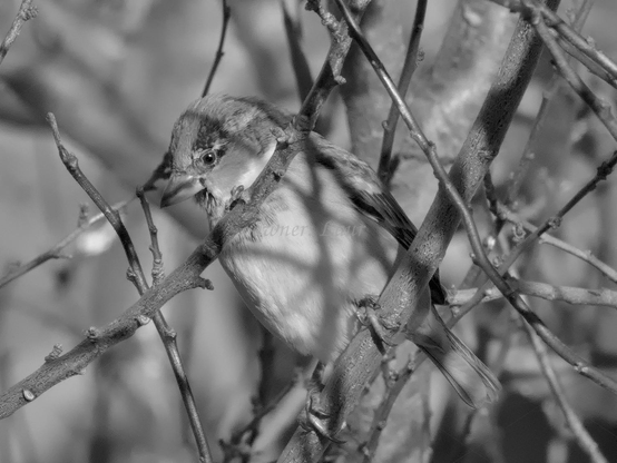 Bird, closeup, black and white, photo