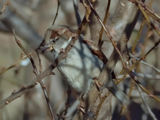 Bird, closeup, color, photo