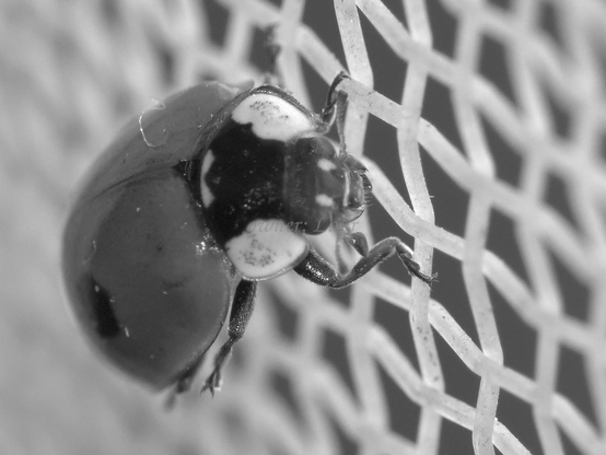 Ladybug, macro, black and white, photo