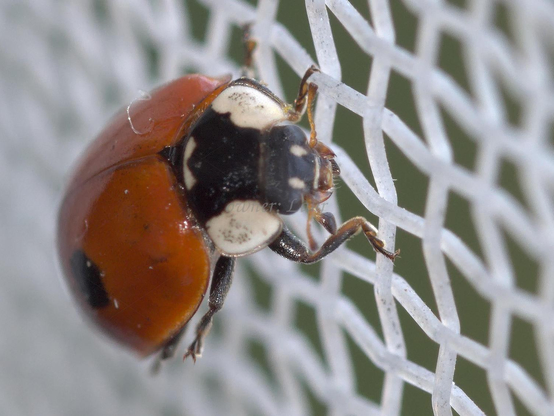 Ladybug, macro, color, photo