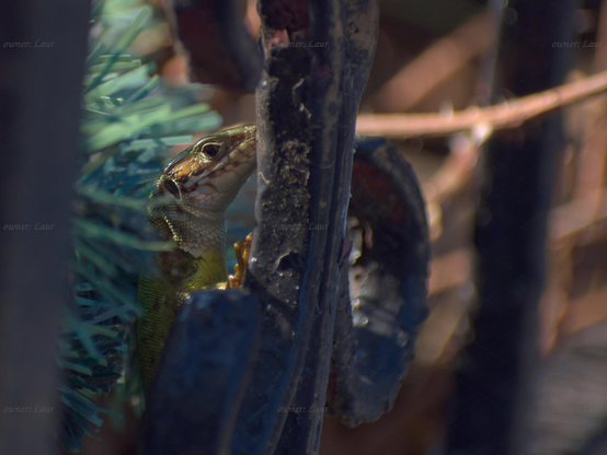 Lizard, closeup, color, photo