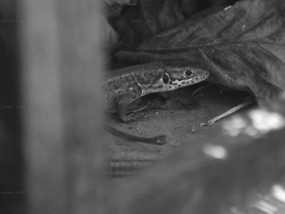 Lizard, closeup, black and white, photo