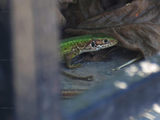 Lizard, closeup, color, photo
