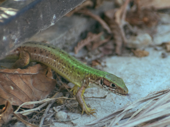 Lizard, closeup, black and white, photo