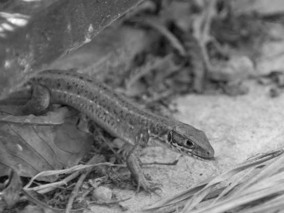 Lizard, closeup, black and white, photo