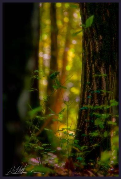 a bright out of focus woodland scene is visible between 2 dark vertical tree trunks in the foreground which occupy most of the frame.