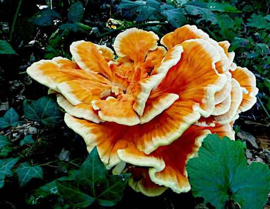 Foto van zwam in de vorm van een grillige bloem met veel oranje bladeren met witte rand