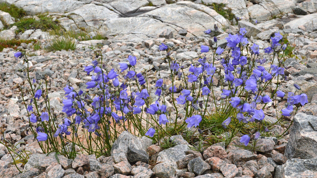 A patch of purple harebell flowers growing among rocks.