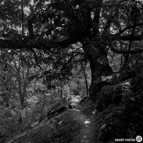 A black and white photo of a rugged forest path winding beneath centenary chestnut trees with gnarled branches and thick foliage. Sunlight filters through the leaves, creating dappled shadows on the ground.