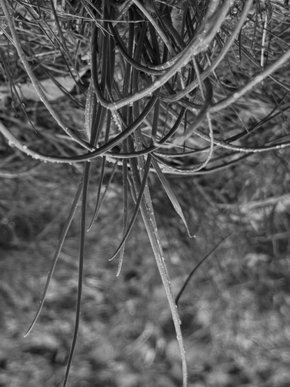 Chive plant. The image is upside down; the plant grows from the top. (Version françæ) Pied de ciboulette. L’image est à l’envers: læ pied pousse d’en haut.