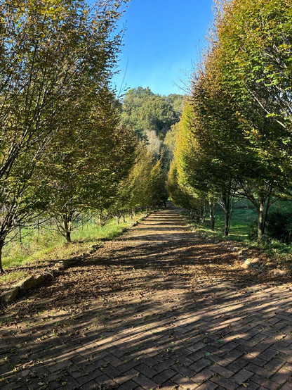 A long, tree-lined pathway with brick paving, covered in fallen leaves. The trees on either side are green and golden, under a clear blue sky. The path leads into a greenery-filled distance.