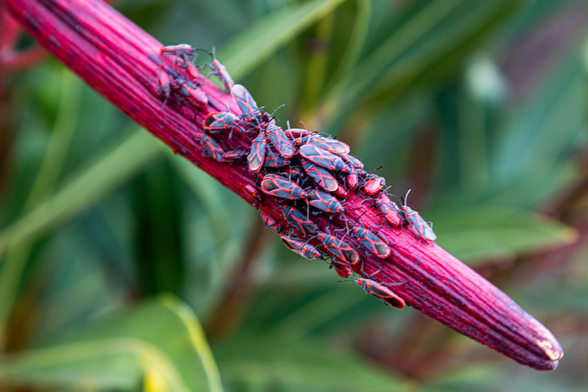 A reddish-purple branch runs from top left to bottom right. In the background, faint green leaves. On the central branch, a large number of firebugs are perched on top of each other. Their shells are beautifully painted with purple-red lines (matching the reddish-purple branch). They are perched on top of each other, but a few are not.