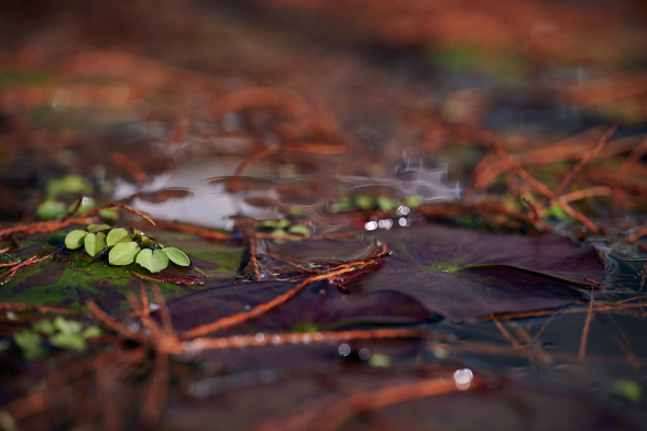The photo displays fallen leaves and needles on the water surface of a pond with lily pads. The colors include purple, warm orange and light greens. The focus lies on some small green leaves and a lily pads, while the rest is out of focus.