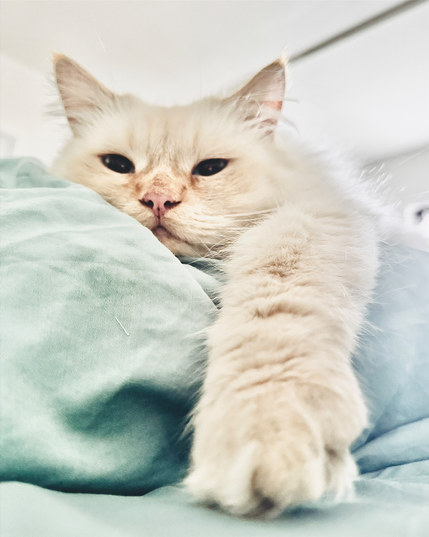 Eine helle, flauschige Katze liegt ausgestreckt auf einem weichen Stoff und streckt eine Pfote weit in Richtung Kamera. Ihr Blick ist ruhig und leicht verschlafen. Das weiche Licht betont die sanften Fellfarben und die entspannte Atmosphäre.