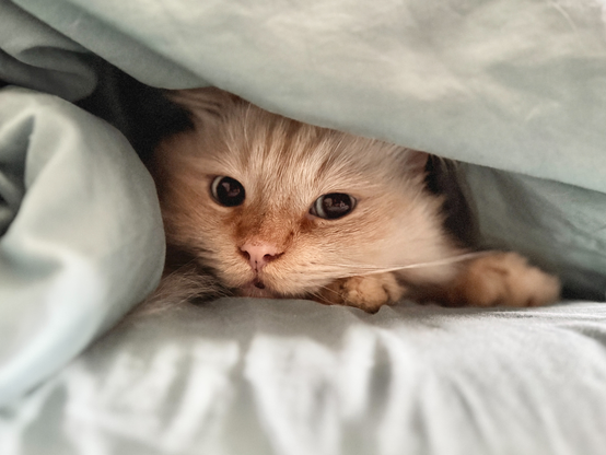 Eine helle Katze liegt eingekuschelt unter einer Decke und blickt mit großen, wachen Augen hervor. Nur ihr Gesicht und eine Pfote sind sichtbar. Es ist wohl zu kalt draußen.