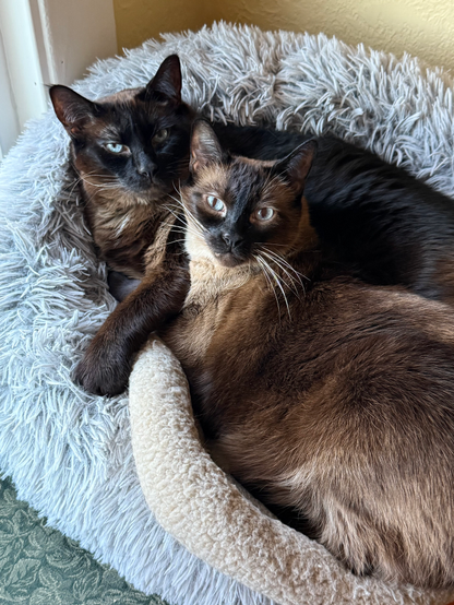 Happy Caturday, everyone! It's time for breakfast! #caturday #cats #catsofmastodon #siamese #photography #photo 