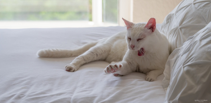 A white cat, on a bed, enjoying a joke. 