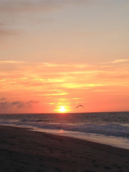 Color image of a the sun rising over Edisto Beach, Edisto Island, South Carolina, USA. Image shows the sun just breaching the horizon, orange gauzy clouds giving way to yellow ones and a light blue sky above, gray green ocean below lapping at the sand, a pelican gliding through the center of the shot.