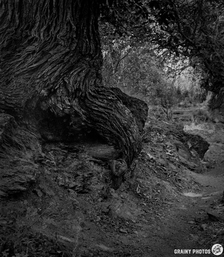 A black and white photo of a gnarled, textured tree trunk—one of the centenary chestnut trees—beside a dirt path in a forested area. The image has a grainy quality