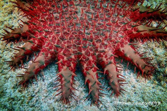 A red sea star at an underwater reef. The 30 cm  wide animal is covered with venomous spikes.