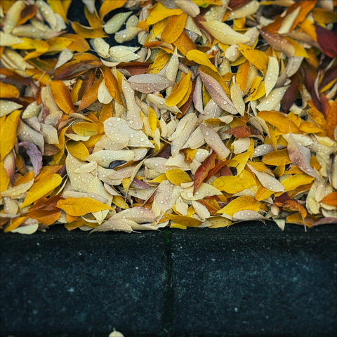 Yellow autumn leaves bunch up against a concrete curb on a rainy day.