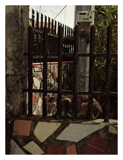 A tabby cat with intense green eyes sitting behind a dark, rust-colored metal fence with pointed spikes on top. The cat is resting on a low wall adorned with a mosaic of irregularly shaped tiles in shades of brown, beige, and speckled gray. To the left, a rough concrete pillar borders the fence, and to the right, a metallic utility pole with an electrical meter contrasts with the dark vertical elements, backed by dense green foliage.