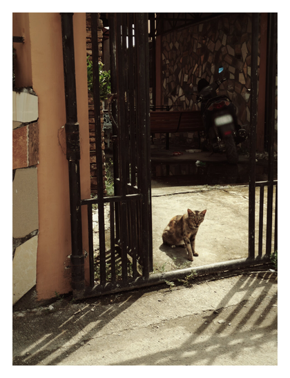 A cat sits centered in the bright sunlight on a concrete driveway, framed by a partially open, dark metal gate. The gate casts long, stark vertical shadows across the ground. Through the gate opening, a background area is visible, featuring a wall entirely covered in the irregular ceramic tile mosaic, and a dark motorcycle parked against it.