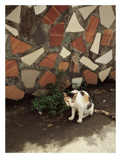 A calico cat (white, black, and orange patches) sitting on dark, damp ground next to a small clump of weeds and green foliage. The cat faces forward, looking directly at the viewer. Dominating the background is a rough wall covered in a decorative, widely-spaced mosaic composed of large, irregular fragments of broken ceramic tile in shades of reddish-brown, tan, and cream.
