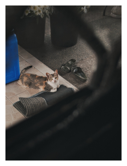 A calico cat resting on a tiled floor on a porch. The cat, which has patches of white, orange, and dark fur, is the central focus and is looking directly up at the camera with wide, curious, light-colored eyes. - Google Gemini 2.5 Pro