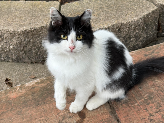 Color photo of a black-and-white kitten with golden eyes calmly looking into the camera, one paw raised.Background is cement tiles. The kitten is sitting on a reddish wooden support.