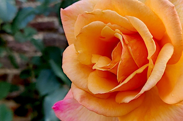 Gros plan sur le cœur d'une rose avec un mur de briques en arrière