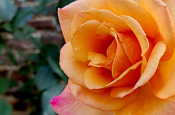 Gros plan sur le cœur d'une rose avec un mur de briques en arrière