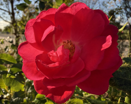 Close up photo of a bright red rose (I think)