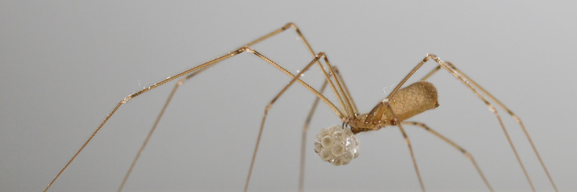 A photo of a cellar spider carrying an egg sac.