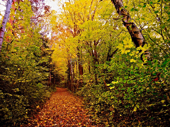 Autumnal forest on the hoheck, lower austria