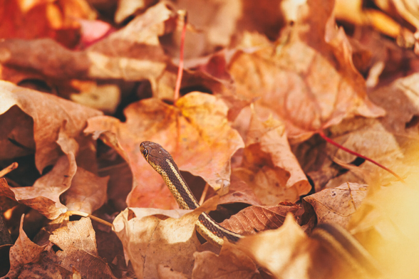 A small brown-and-yellow snake with a thin stripe along its body peeks through a pile of dry orange and brown maple leaves in warm autumn light