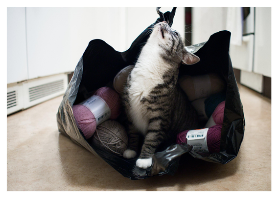 En liggande bild på katten Sonja som sitter i kasse med garnnystan. Honhar nosen rakt upp mot taket. Hon sitter på köksgolvet och på sidorna syns nederdelarna av kylskåp, frys och spis, allt vitt.