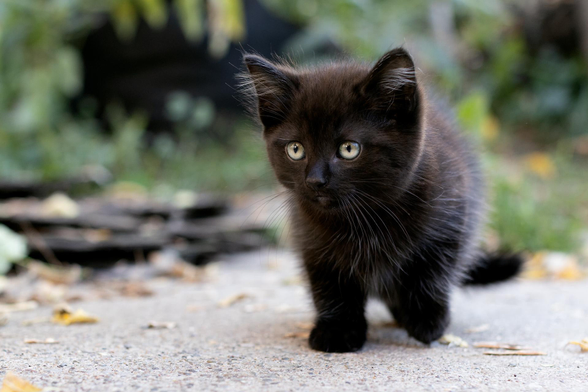 The super focused look Frick gets when a squirrel comes for a peanut. 