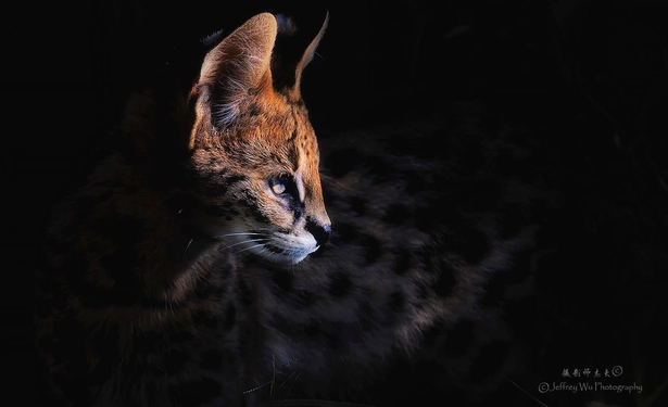 serval in profile against dark background