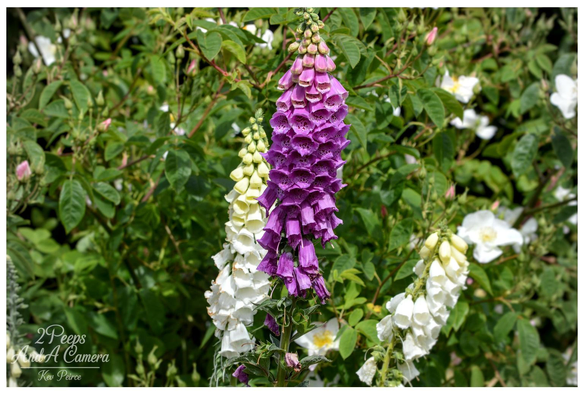 A close up photograph of three tall stalks of foxglove flowers, two creamy-white and one vibrant purple, blooming against a lush green background of leaves and small white rosebuds.

The central purple foxglove is in sharp focus, with its bell-shaped flowers densely packed along the stem.