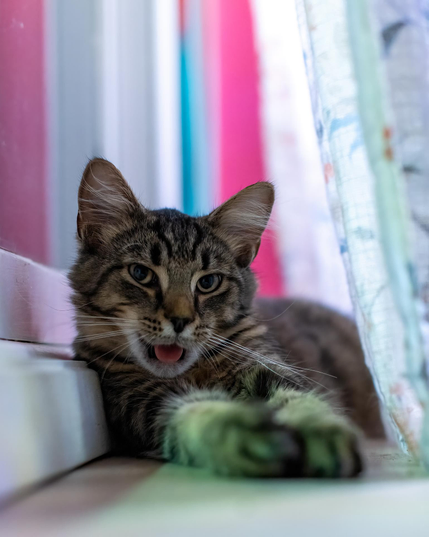 One of the cats' favorite spots is this window shelf. Rumor sitting there with a sly grin definitely required a photo. 