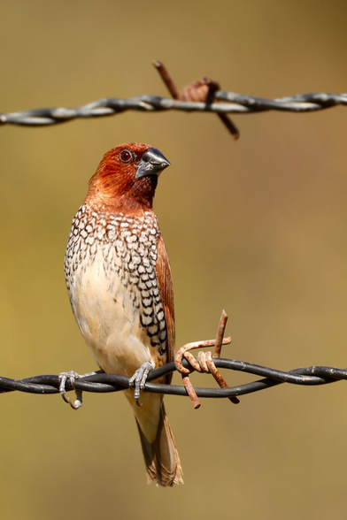 a small bird with distinct scale-like feather markings on the breast and belly. This adult is brown above and has a dark conical bill. It sits on a barbed-wire fence.